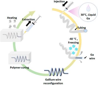 A free-standing, phase-change liquid metal mold for 3D flexible microfluidics